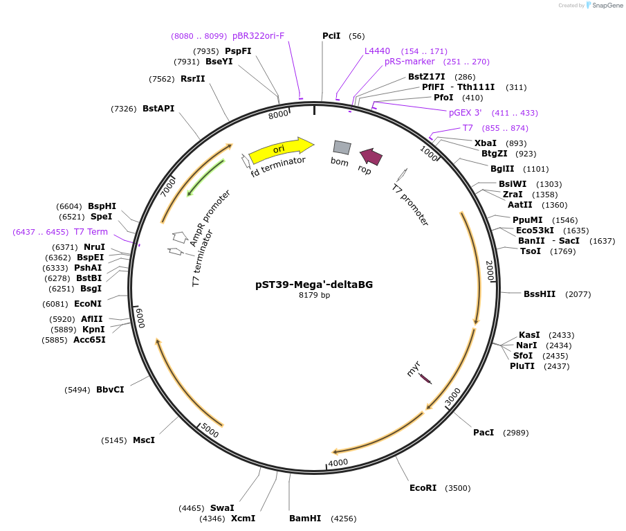 216893-plasmid-map-sequence-id-446026