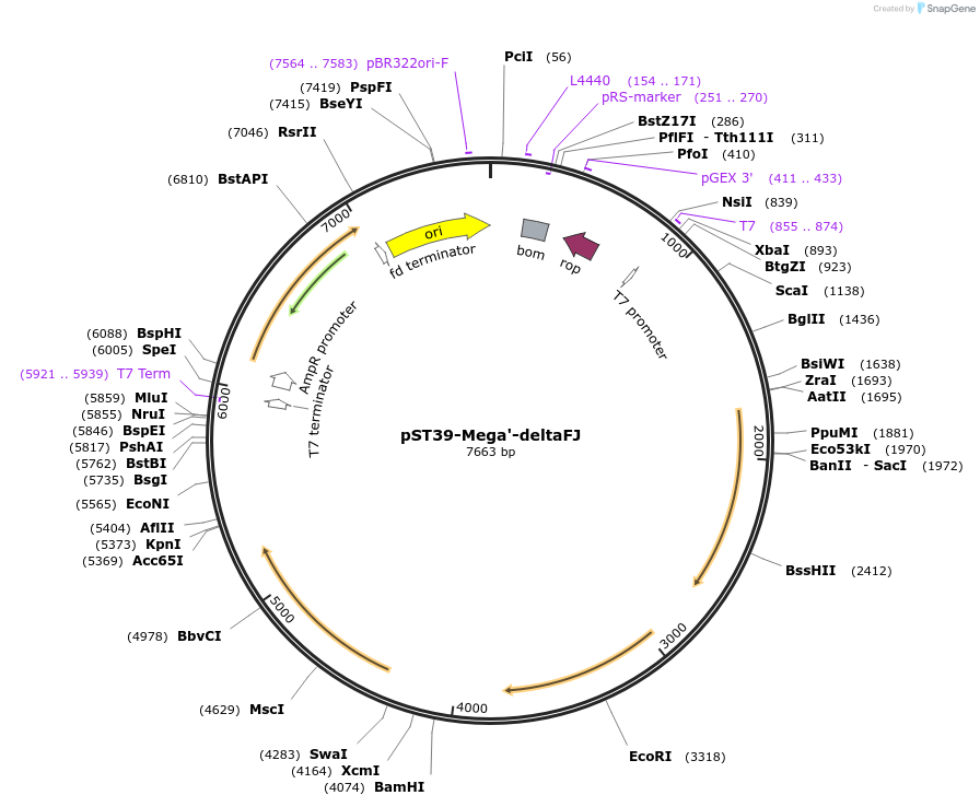 216921-plasmid-map-sequence-id-446027