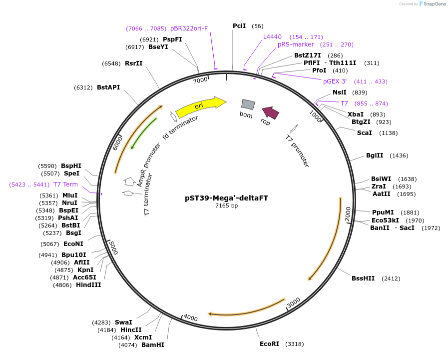 216922-plasmid-map-sequence-id-446028