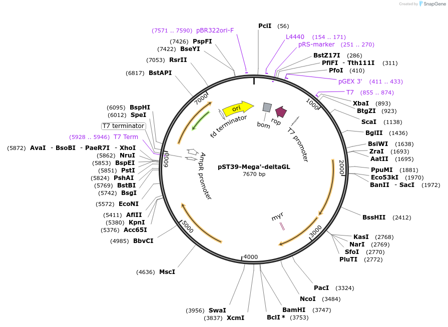 216924-plasmid-map-sequence-id-446030