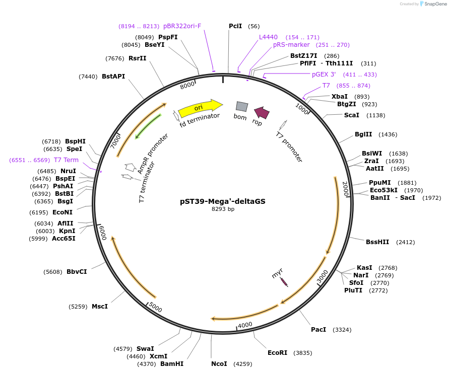 216925-plasmid-map-sequence-id-446031