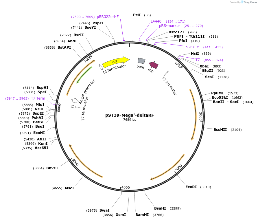 216901-plasmid-map-sequence-id-446038