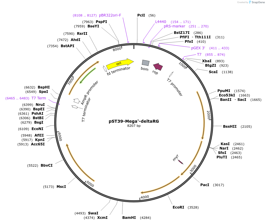216902-plasmid-map-sequence-id-446039
