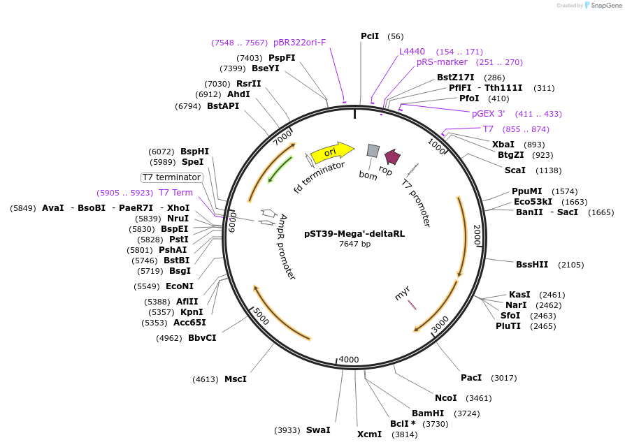 216903-plasmid-map-sequence-id-446040