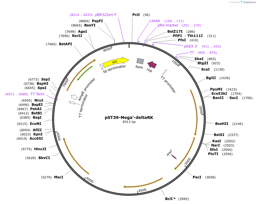216905-plasmid-map-sequence-id-446041