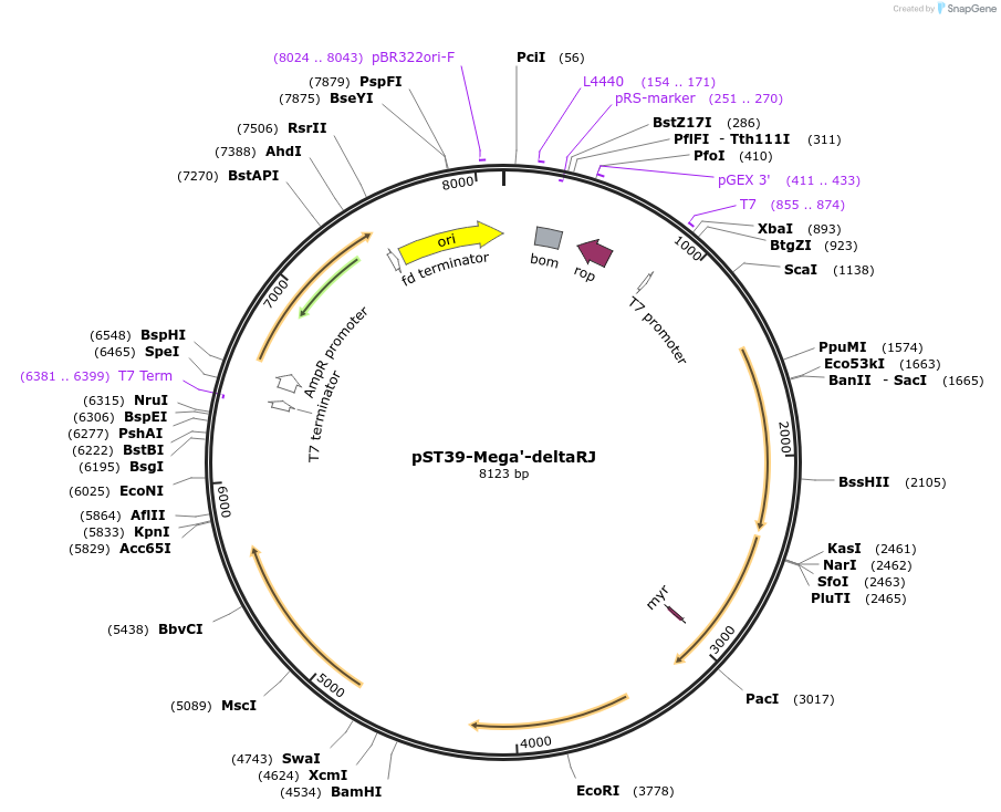 216906-plasmid-map-sequence-id-446042