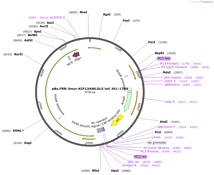 224412-plasmid-map-sequence-id-446051