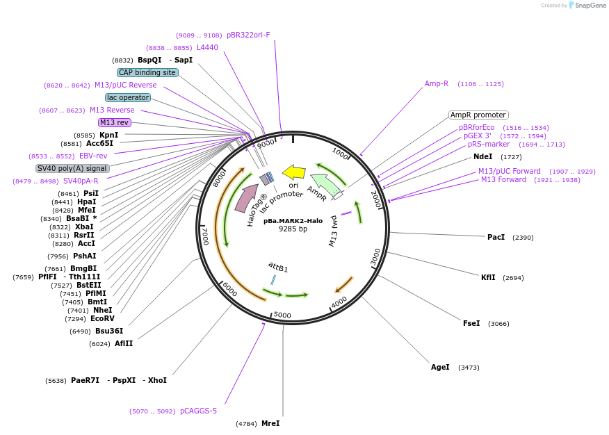 224414-plasmid-map-sequence-id-446053