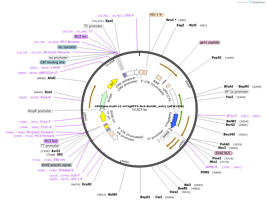 225754-plasmid-map-sequence-id-446063