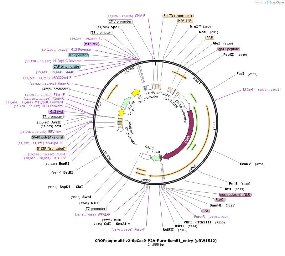 225756-plasmid-map-sequence-id-446064