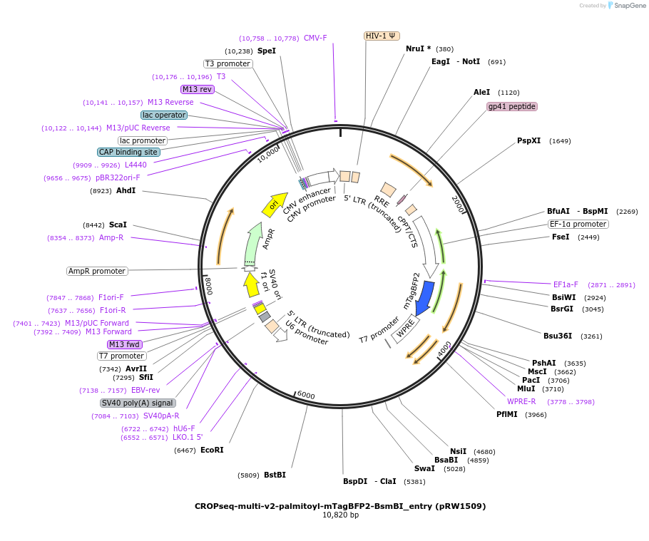 225755-plasmid-map-sequence-id-446065