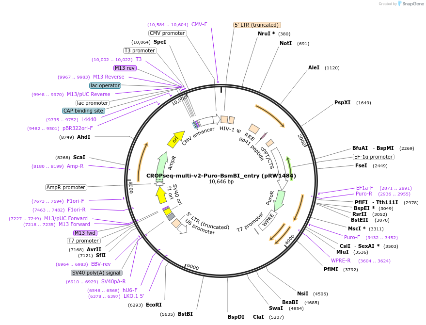 225752-plasmid-map-sequence-id-446066