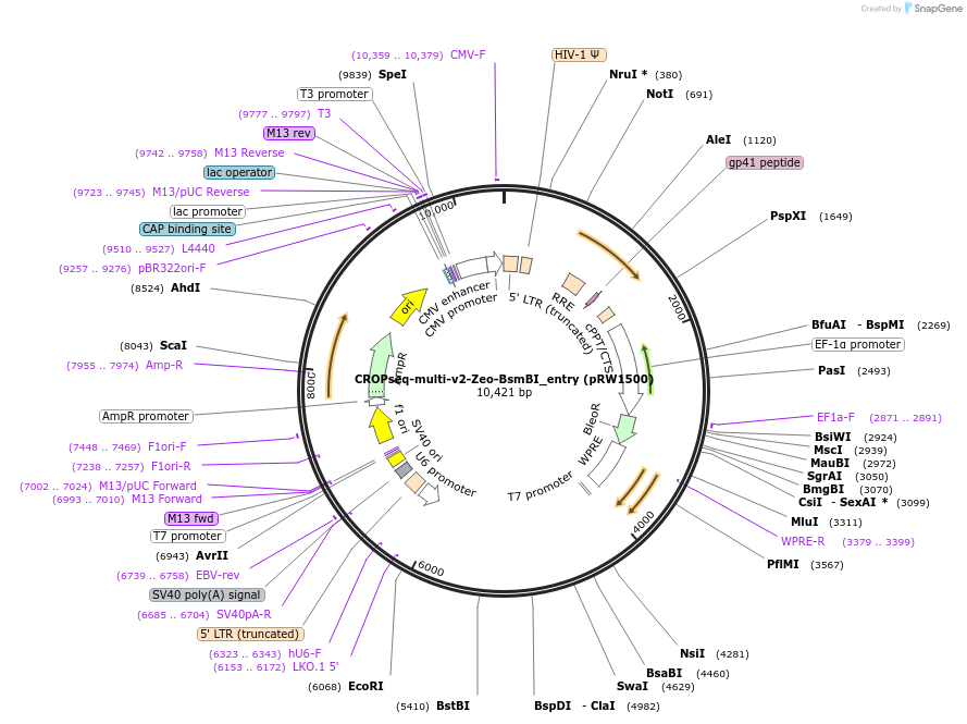 225753-plasmid-map-sequence-id-446067