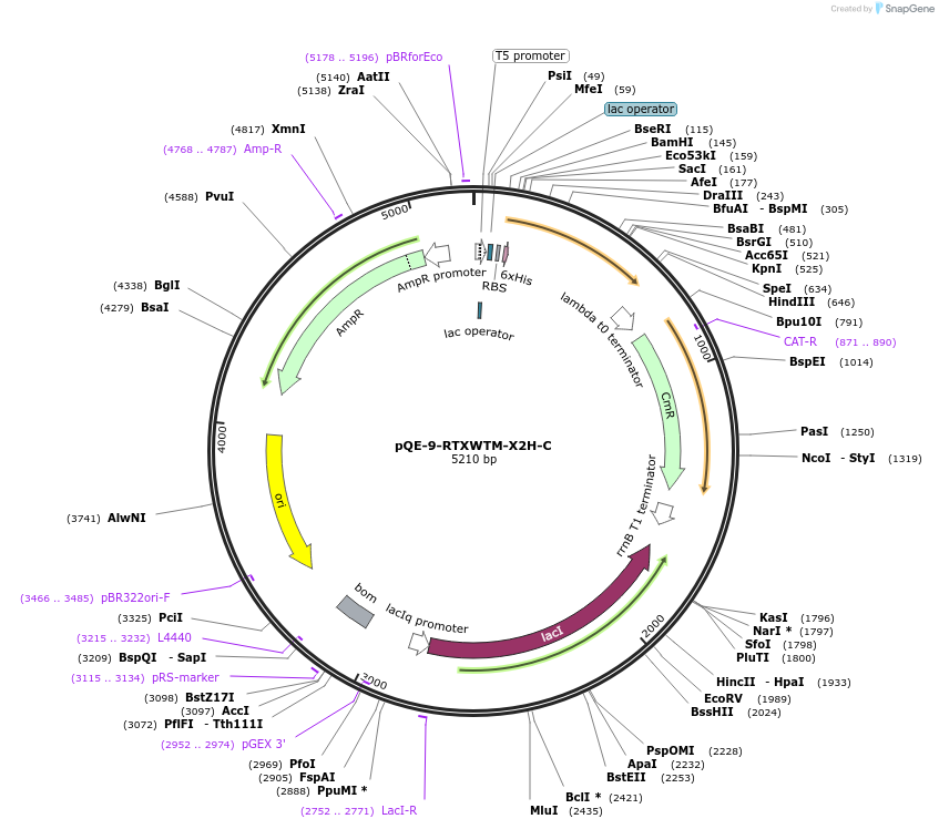 225966-plasmid-map-sequence-id-446166