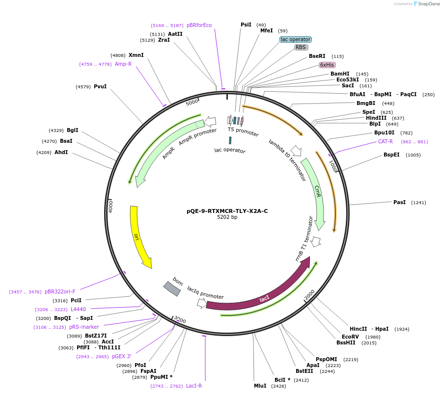 225971-plasmid-map-sequence-id-446171