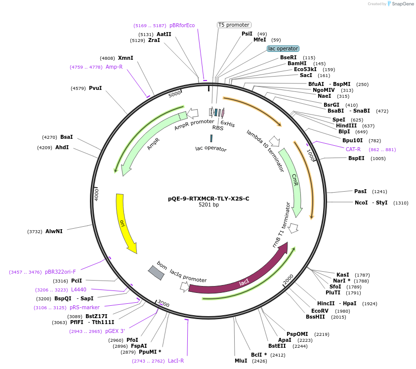 225973-plasmid-map-sequence-id-446174