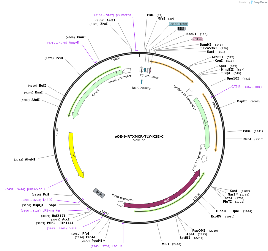 225976-plasmid-map-sequence-id-446177