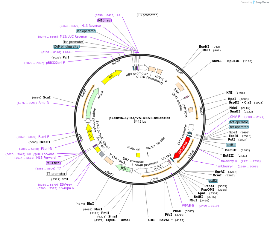 215536-plasmid-map-sequence-id-446178