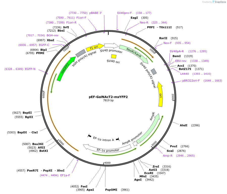 218963-plasmid-map-sequence-id-446179