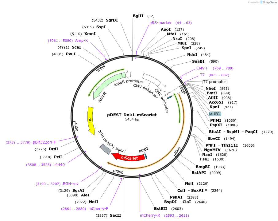 215535-plasmid-map-sequence-id-446180