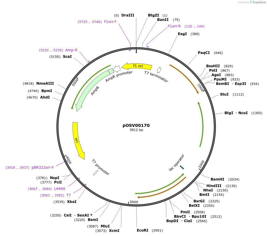 222934-plasmid-map-sequence-id-446181