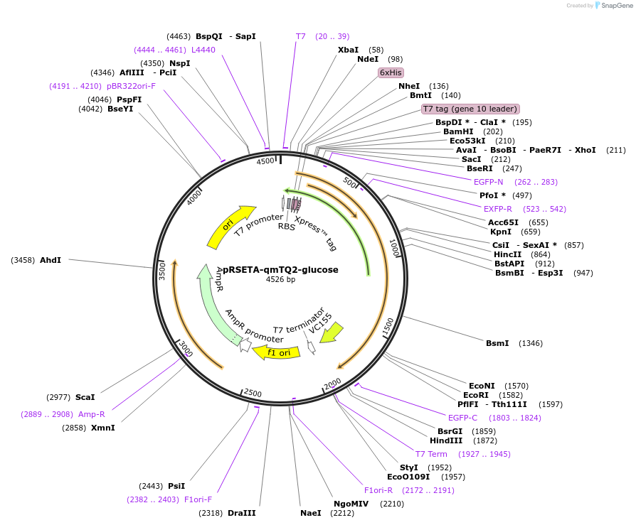 225252-plasmid-map-sequence-id-446186