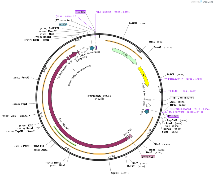 225146-plasmid-map-sequence-id-446205