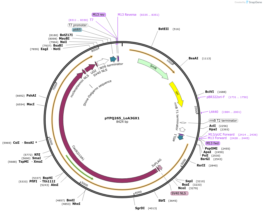 225149-plasmid-map-sequence-id-446208