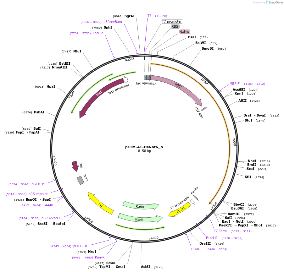 147011-plasmid-map-sequence-id-446215