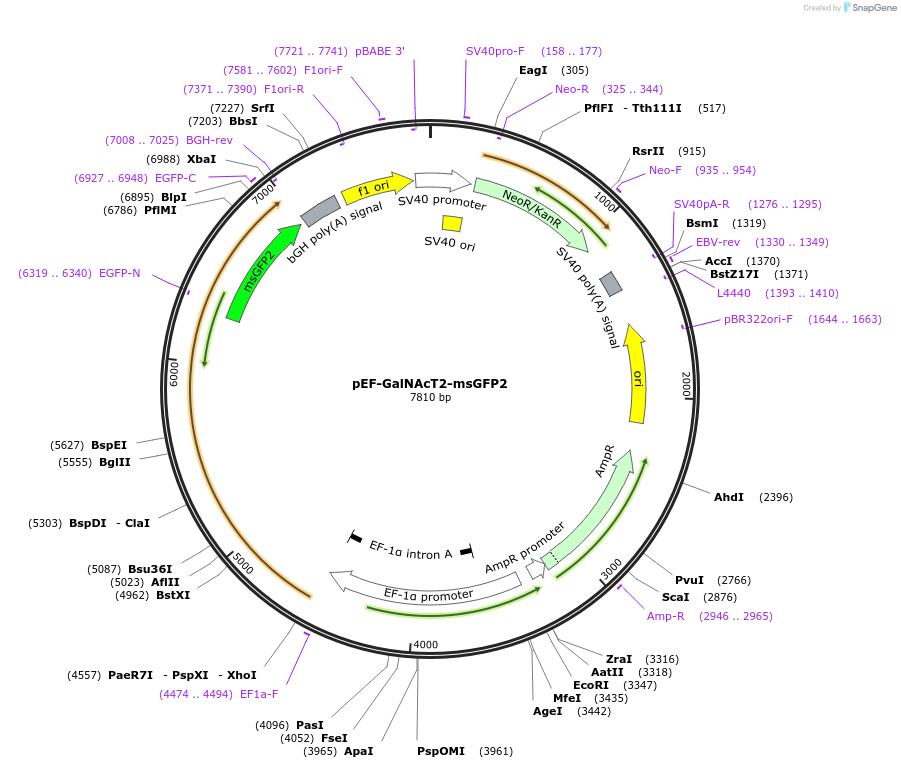 218965-plasmid-map-sequence-id-446216