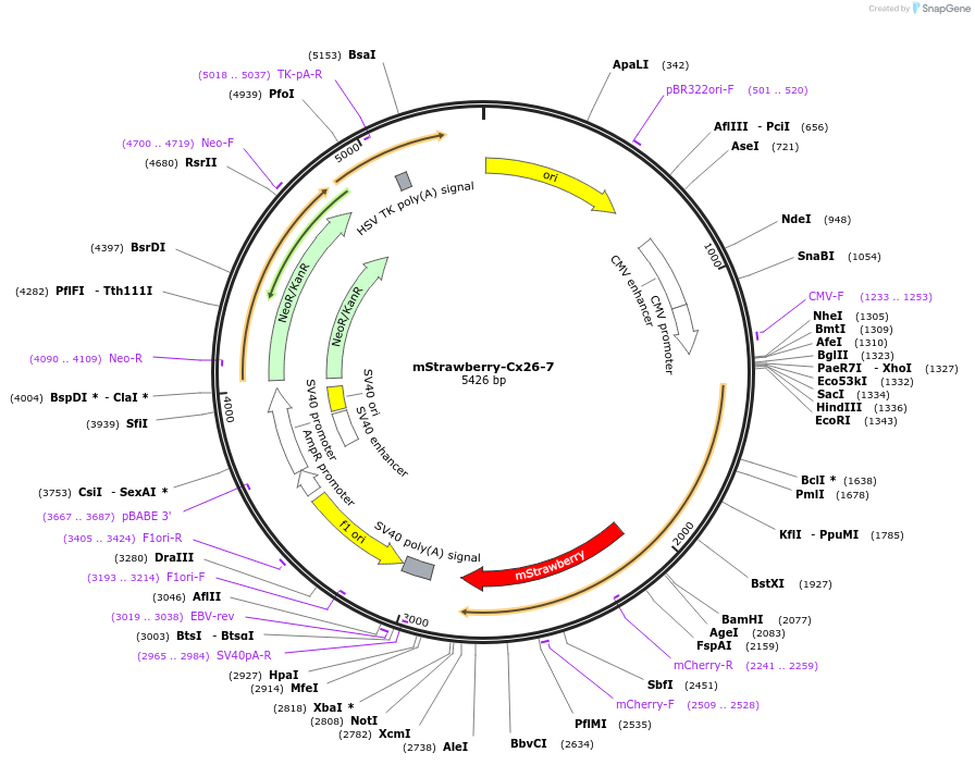 55936-plasmid-map-sequence-id-446218