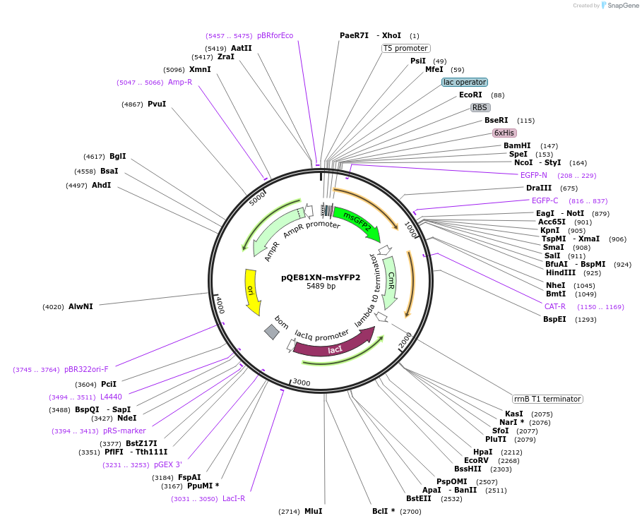 218961-plasmid-map-sequence-id-446222