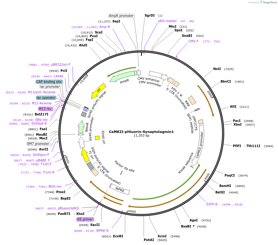 224430-plasmid-map-sequence-id-446228
