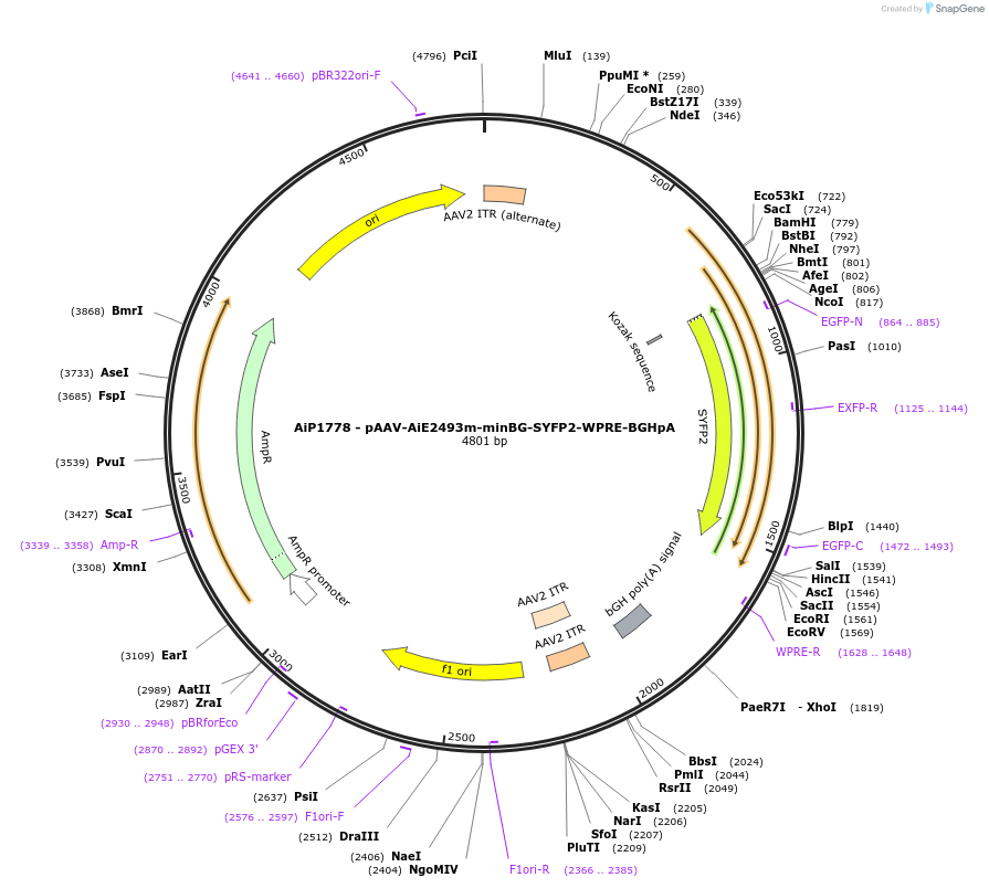 214544-plasmid-map-sequence-id-446237