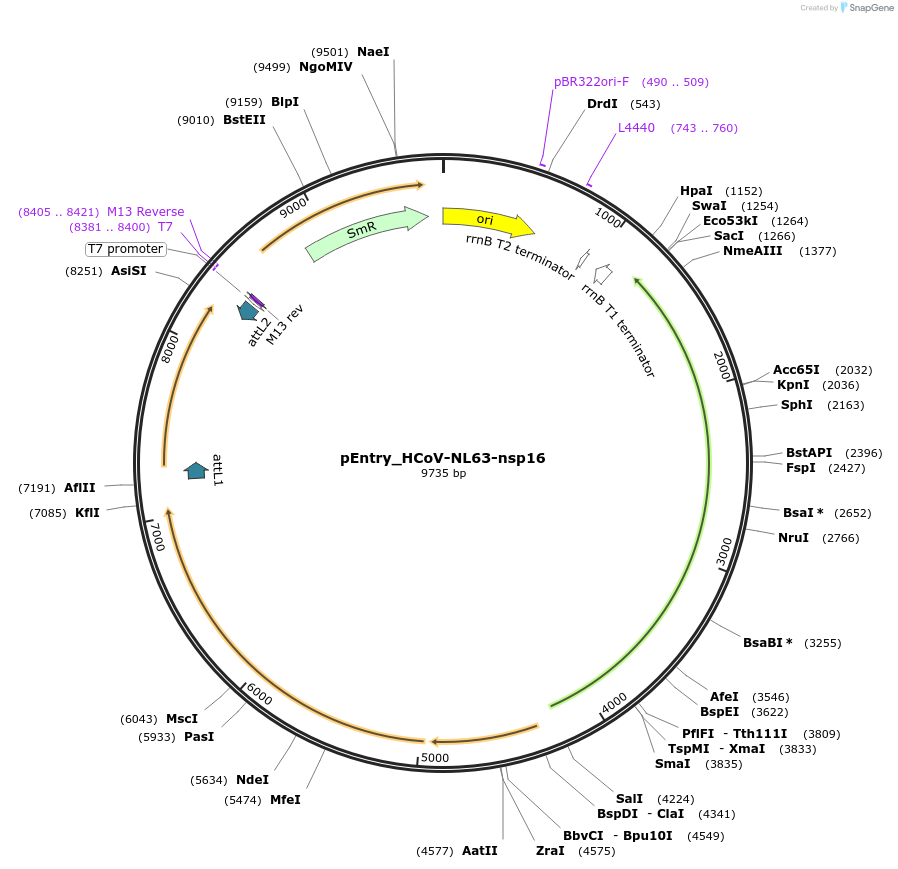 168922-plasmid-map-sequence-id-446239
