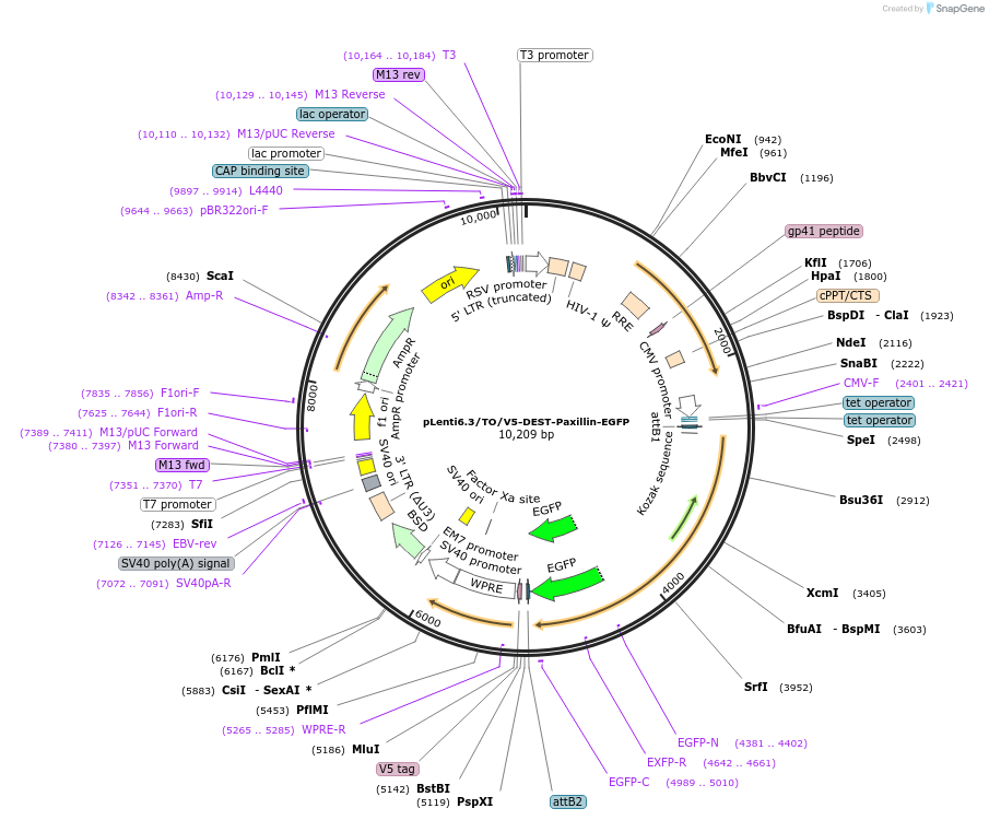 215530-plasmid-map-sequence-id-446276
