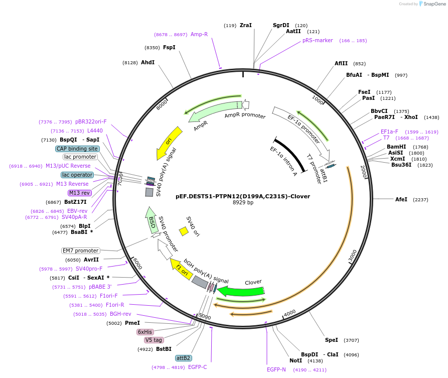 215528-plasmid-map-sequence-id-446283