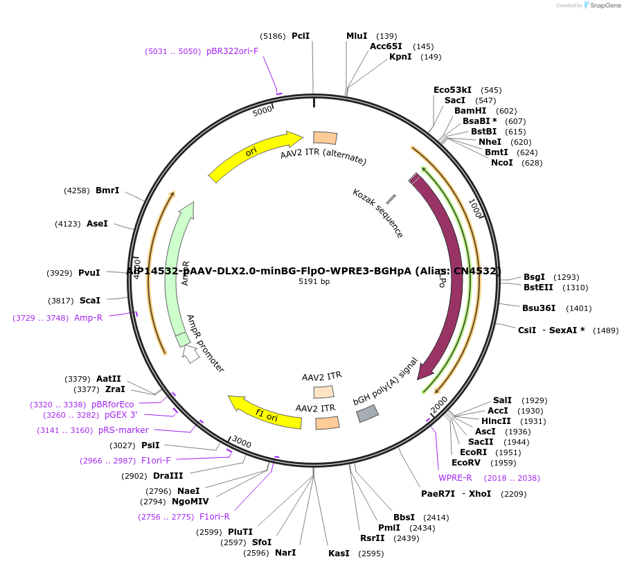 222939-plasmid-map-sequence-id-446285