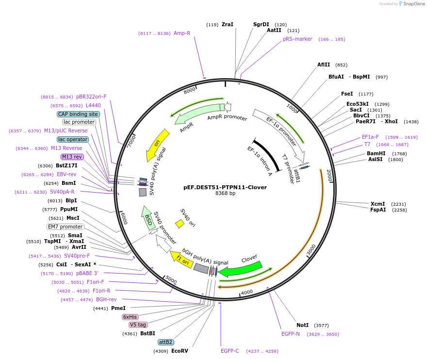 215525-plasmid-map-sequence-id-446286
