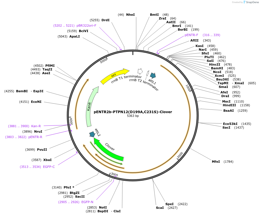 215522-plasmid-map-sequence-id-446288