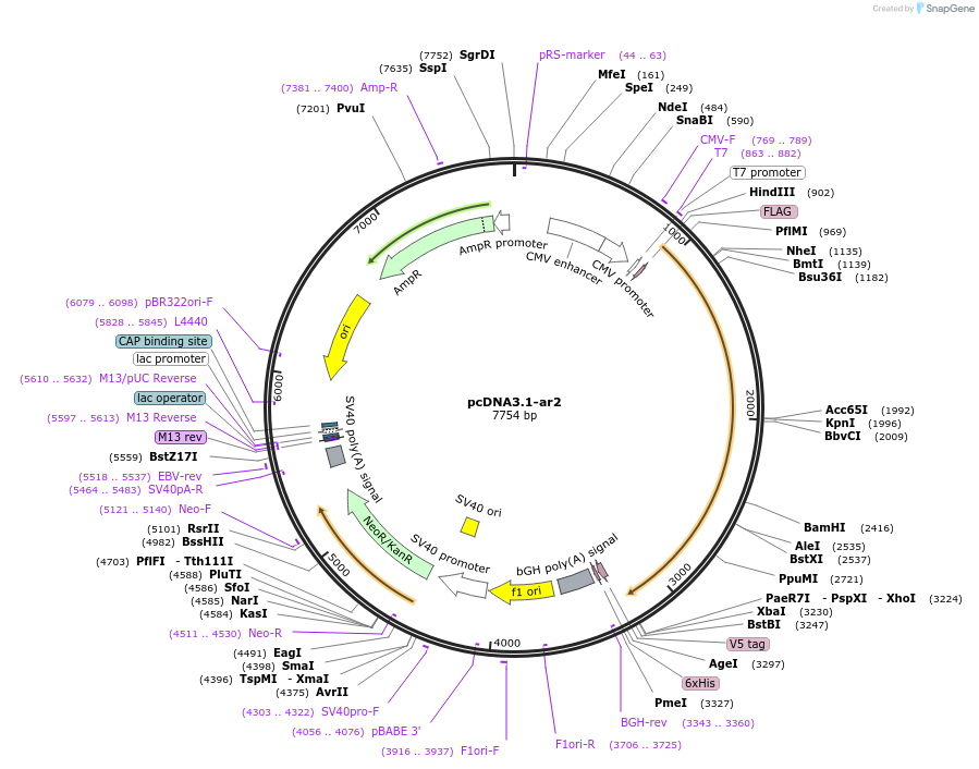 225220-plasmid-map-sequence-id-446364