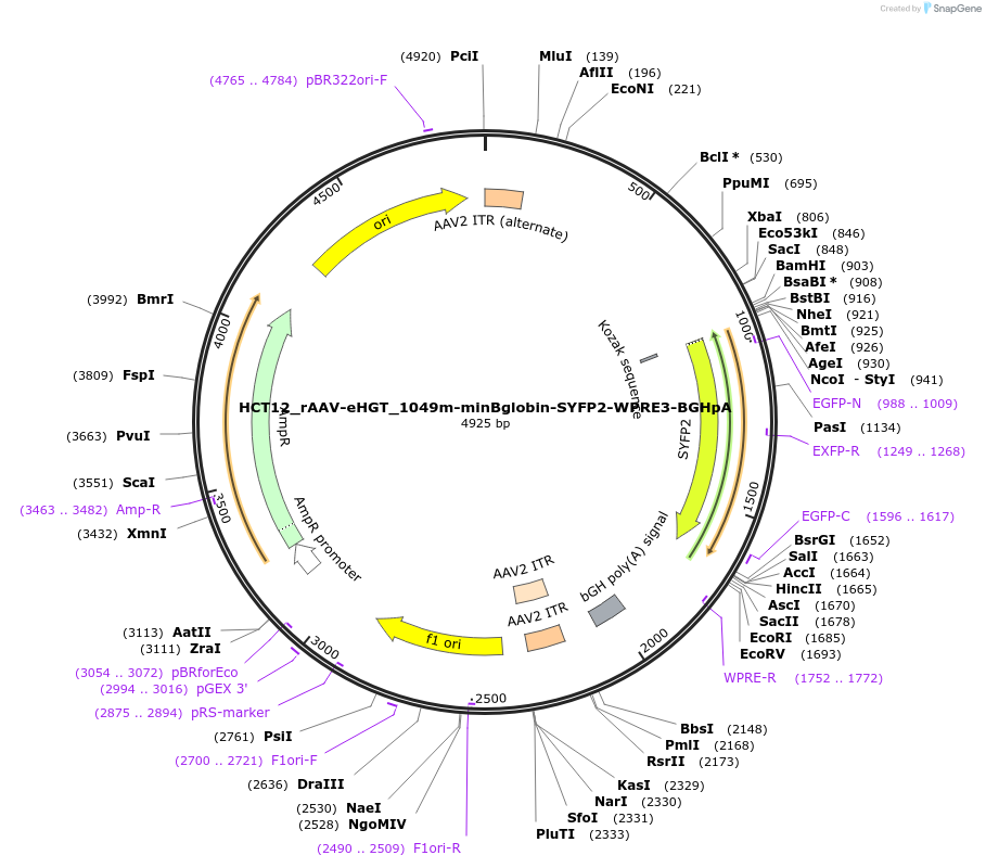 223910-plasmid-map-sequence-id-446442