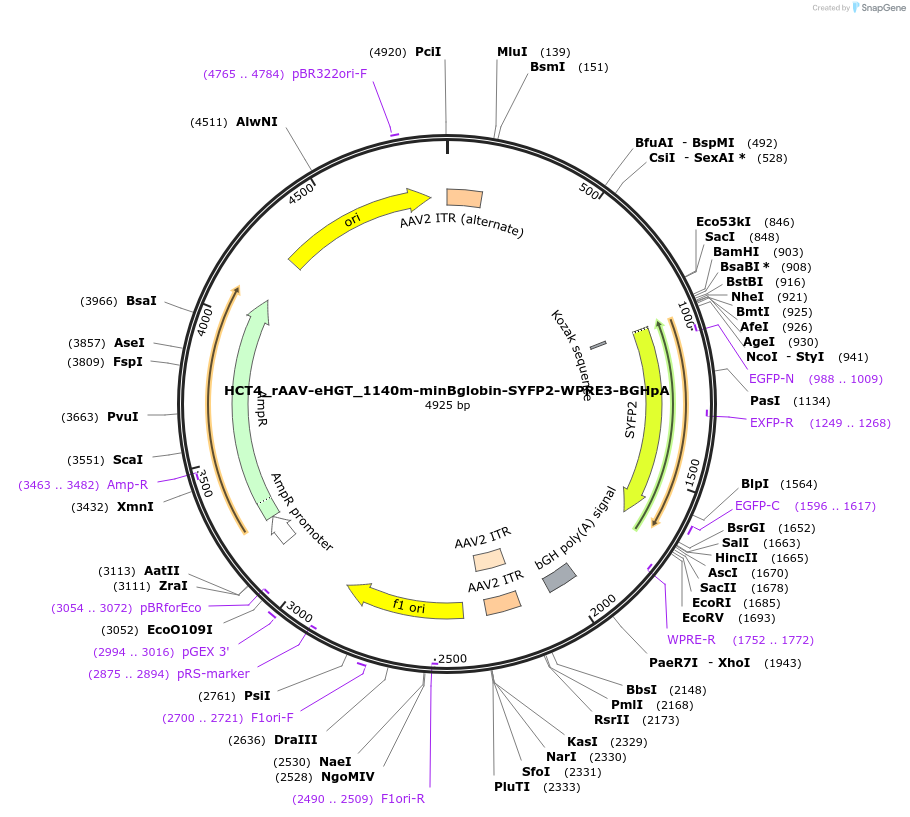 223903-plasmid-map-sequence-id-446444
