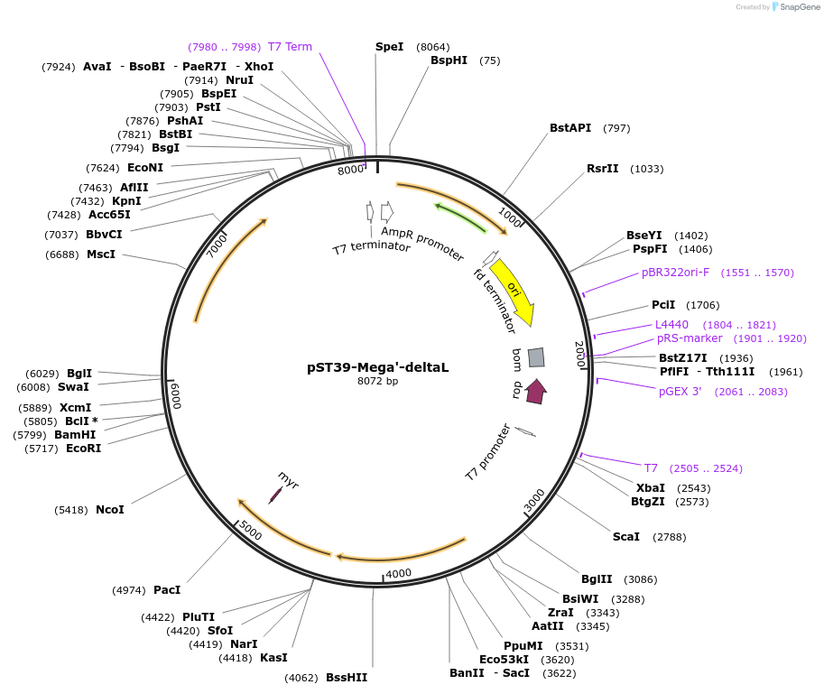 216884-plasmid-map-sequence-id-446445