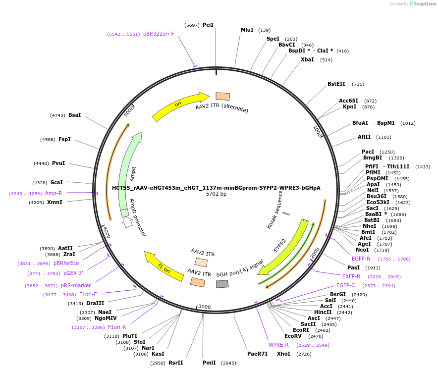 223945-plasmid-map-sequence-id-446468