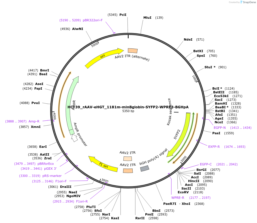 223916-plasmid-map-sequence-id-446469