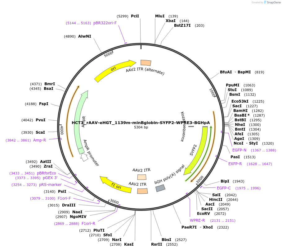 223902-plasmid-map-sequence-id-446471