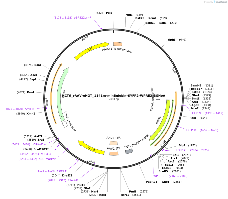 223904-plasmid-map-sequence-id-446472