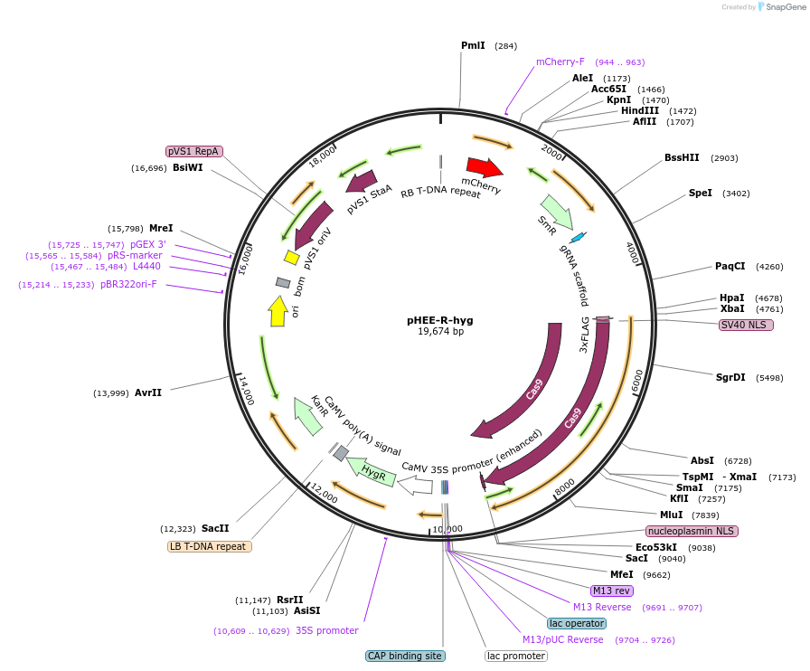 222826-plasmid-map-sequence-id-446476