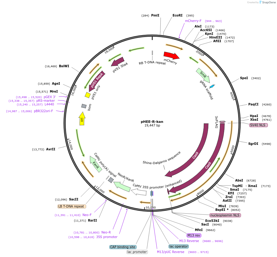 222827-plasmid-map-sequence-id-446477
